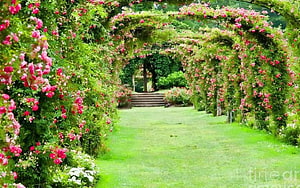 Lush English Rose Garden Pathway With Blooming Pink Climbing Roses And Green Lawn HD wallpaper
