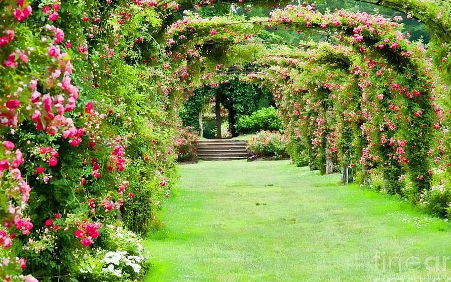 Lush English Rose Garden Pathway With Blooming Pink Climbing Roses And Green Lawn HD wallpaper