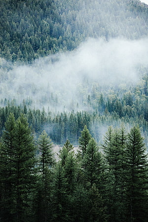 Misty Pine Forest Landscape With Fog Rolling Through Evergreen Trees On Mountain Slope HD phone wallpaper
