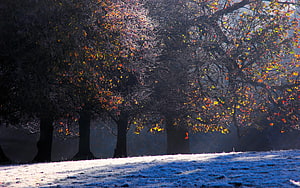 Frosty Winter Morning in a Dark Autumn Forest with Colorful Foliage HD wallpaper