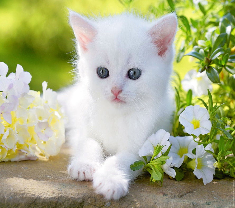 Fluffy White Kitten with Blue Eyes Resting Among Garden Flowers HD wallpaper