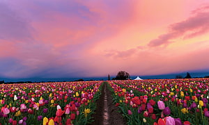 Vast Tulip Field at Sunset with Vibrant Pink and Purple Sky HD wallpaper
