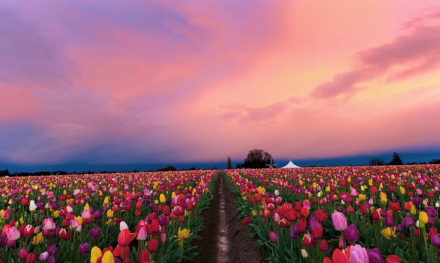 Vast Tulip Field at Sunset with Vibrant Pink and Purple Sky HD wallpaper