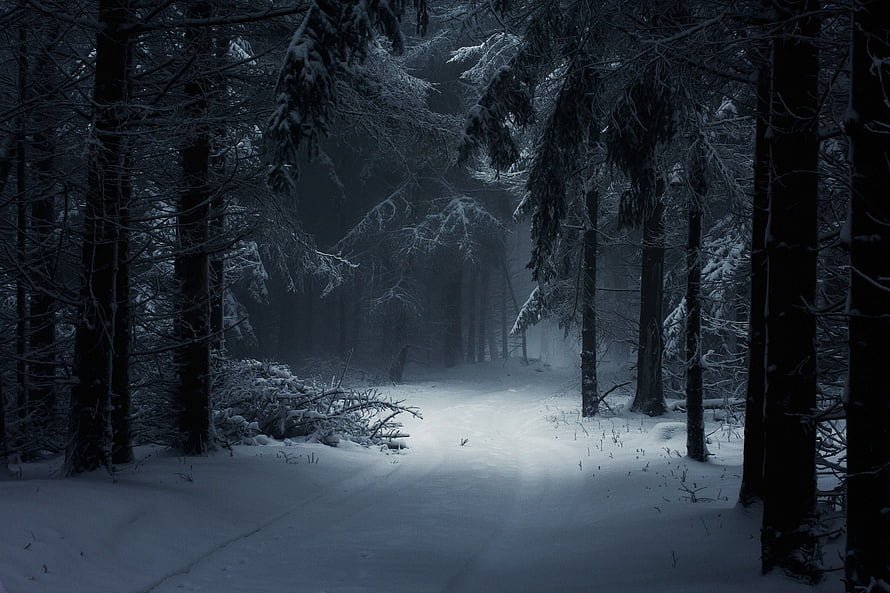 Dark Snowy Forest Path at Night with Tall Pine Trees and Misty Atmosphere HD wallpaper