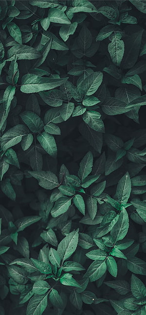 Dark Green Leafy Foliage Nature Pattern with Deep Shaded Botanical Texture HD phone wallpaper
