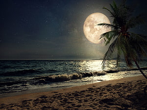 Tropical Beach Under a Glowing Full Moon with Palm Tree Silhouette HD wallpaper