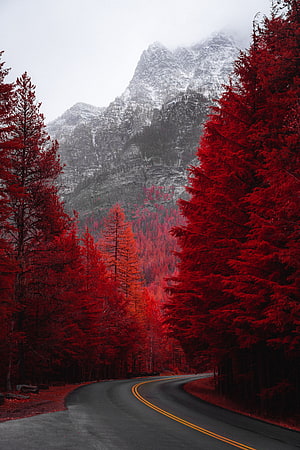Winding Mountain Road Through Vibrant Red Forest With Snowy Peaks HD phone wallpaper