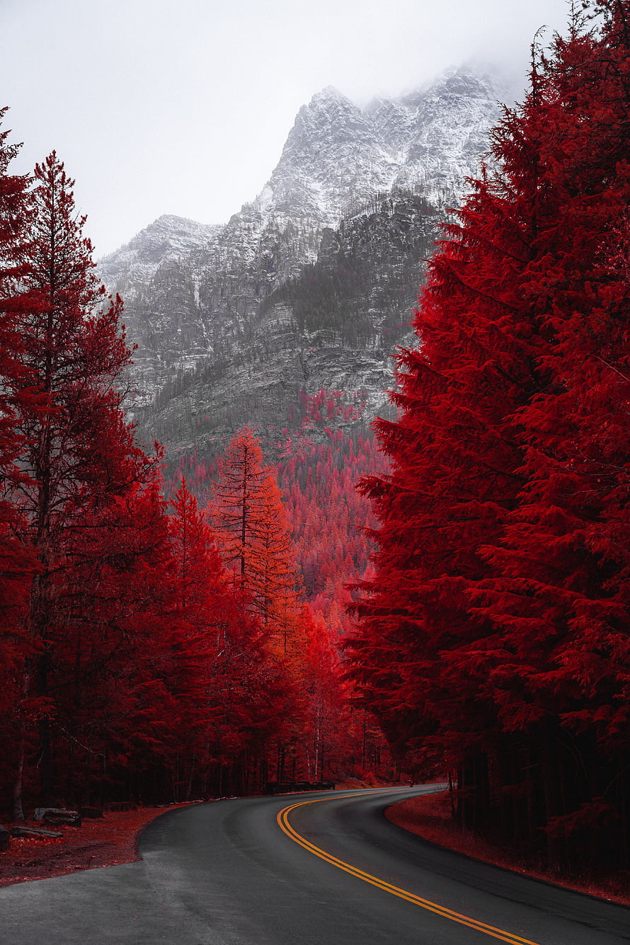 Winding Mountain Road Through Vibrant Red Forest With Snowy Peaks HD phone wallpaper