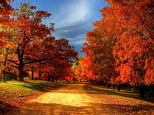 Vibrant autumn trees lining a quiet country road under a blue sky HD wallpaper