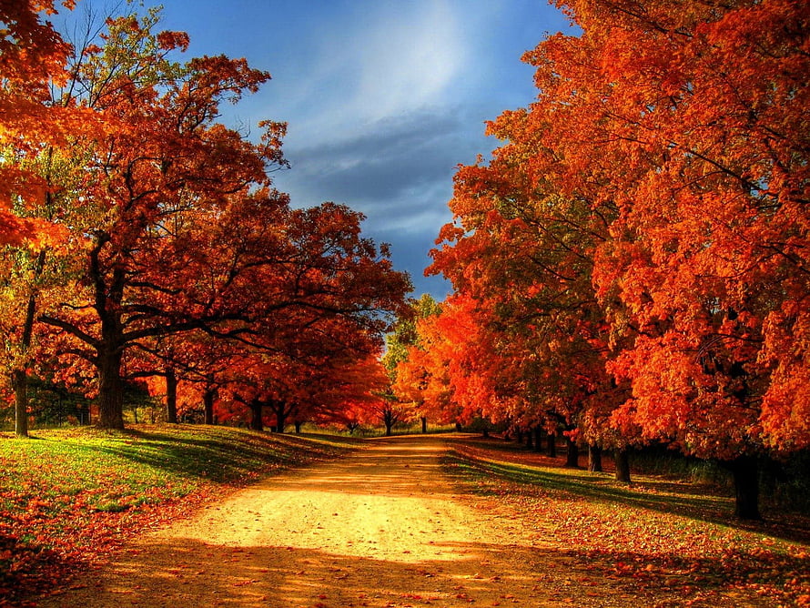 Vibrant autumn trees lining a quiet country road under a blue sky HD wallpaper