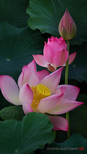 Pink Lotus Flowers with Green Leaves and Water Drops HD phone wallpaper