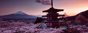 Chureito Pagoda and Mount Fuji Surrounded by Cherry Blossoms at Sunset HD wallpaper