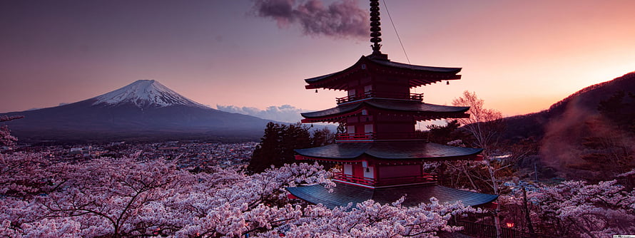Chureito Pagoda and Mount Fuji Surrounded by Cherry Blossoms at Sunset HD wallpaper