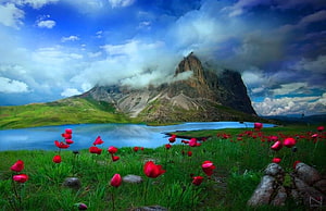 Vibrant Red Poppies Blooming in a Lush Green Meadow Before a Majestic Mountain Lake HD wallpaper