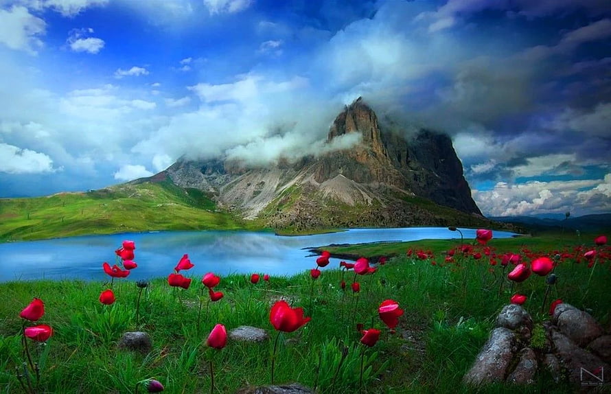 Vibrant Red Poppies Blooming in a Lush Green Meadow Before a Majestic Mountain Lake HD wallpaper