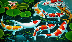 Colorful Koi Fish Swimming in a Lush Pond with Water Lilies and Ripples HD wallpaper