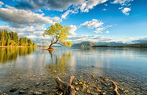 Wanaka Tree on Lake Wanaka in New Zealand with Mountain Reflections HD wallpaper