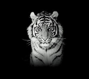 Majestic Black And White Tiger Portrait Against Dark Background HD wallpaper