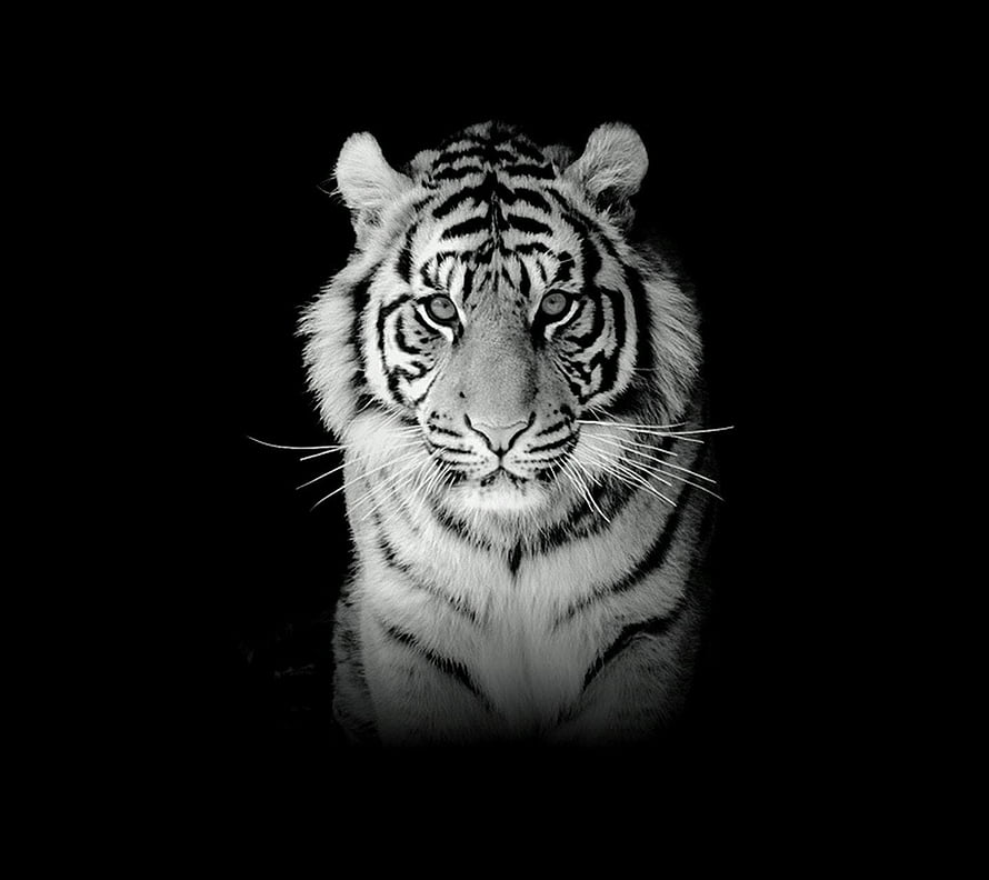 Majestic Black And White Tiger Portrait Against Dark Background HD wallpaper