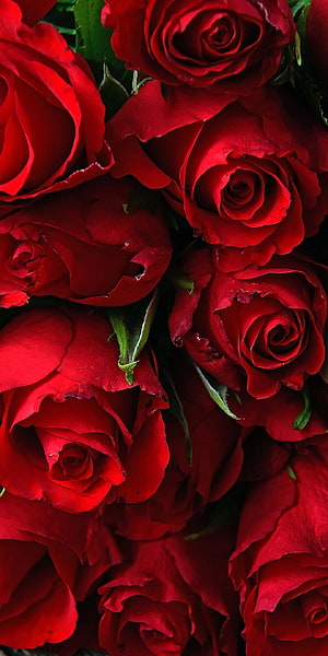 Vibrant Close-Up of Deep Crimson Rose Blooms with Lush Green Foliage HD phone wallpaper