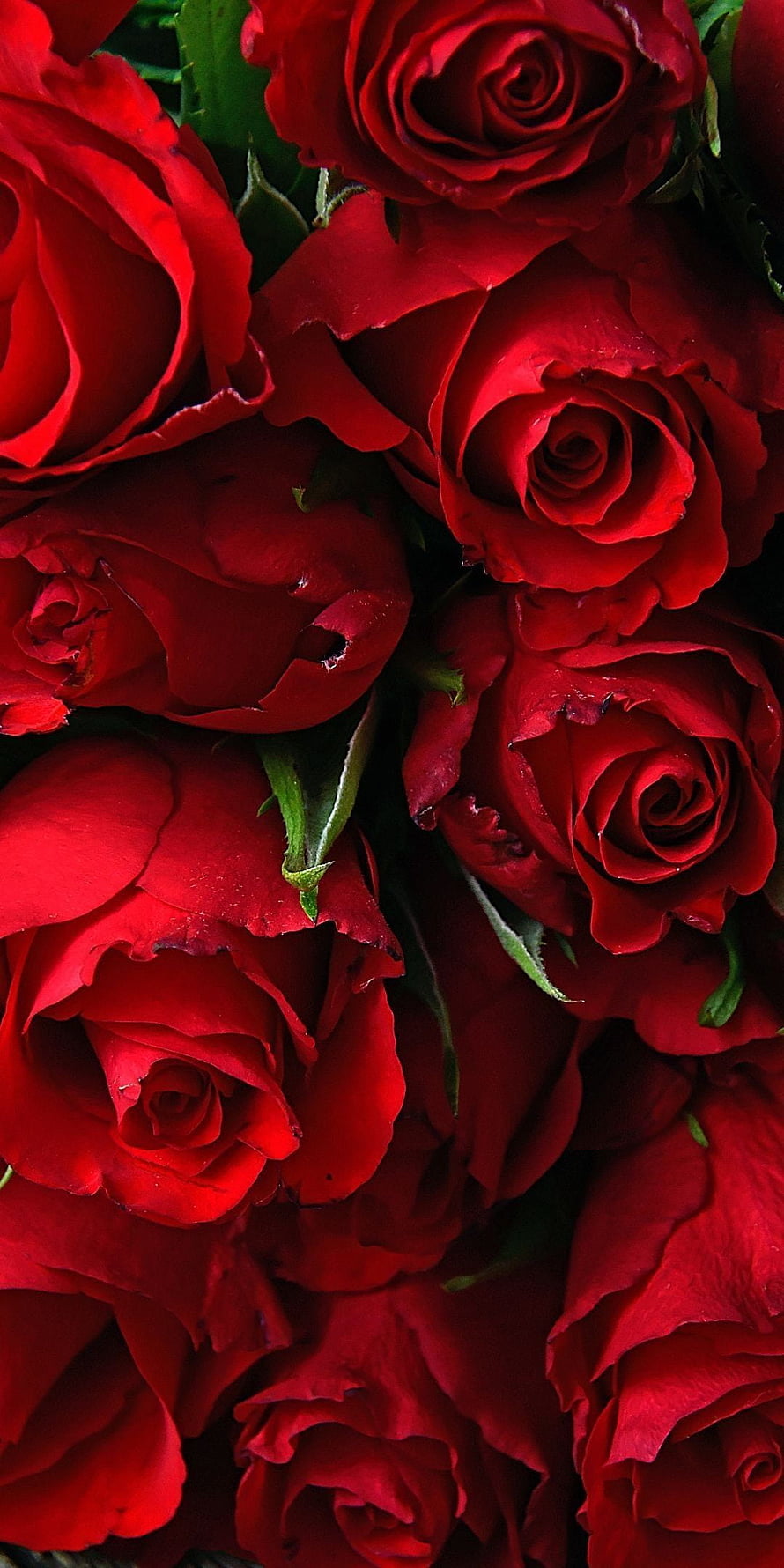 Vibrant Close-Up of Deep Crimson Rose Blooms with Lush Green Foliage HD phone wallpaper