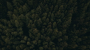Aerial View of Dark Pine Forest Canopy HD wallpaper