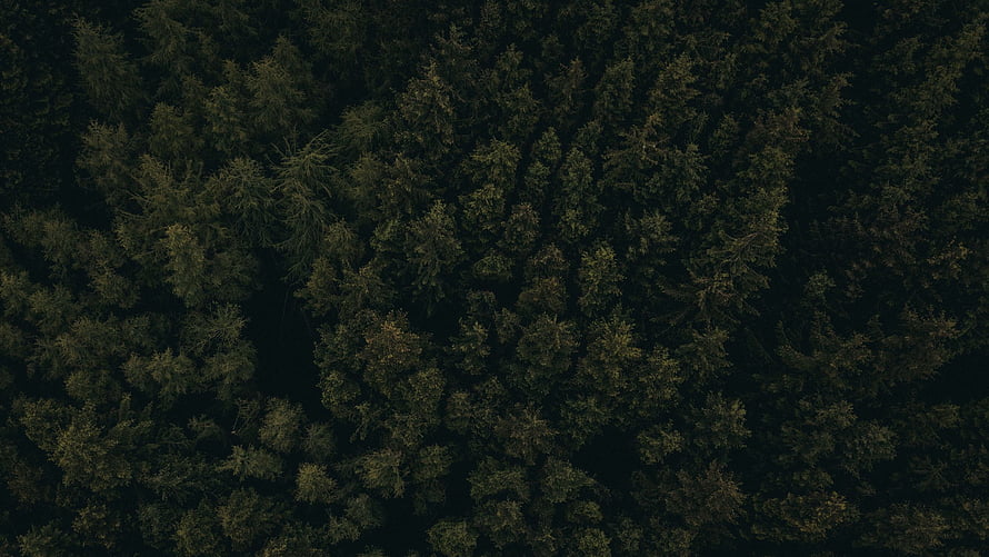 Aerial View of Dark Pine Forest Canopy HD wallpaper