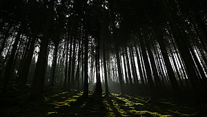 Misty Dark Forest with Sunbeams Breaking Through Tall Trees HD wallpaper