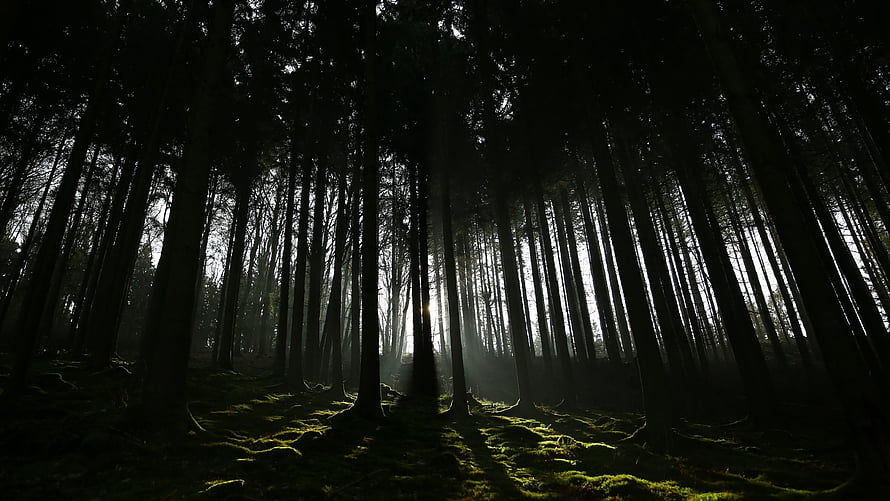 Misty Dark Forest with Sunbeams Breaking Through Tall Trees HD wallpaper