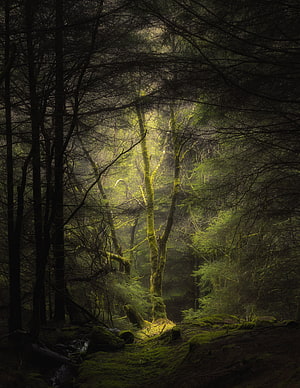Mystical Mossy Forest with Sunbeams Piercing Through Dark Canopy HD phone wallpaper