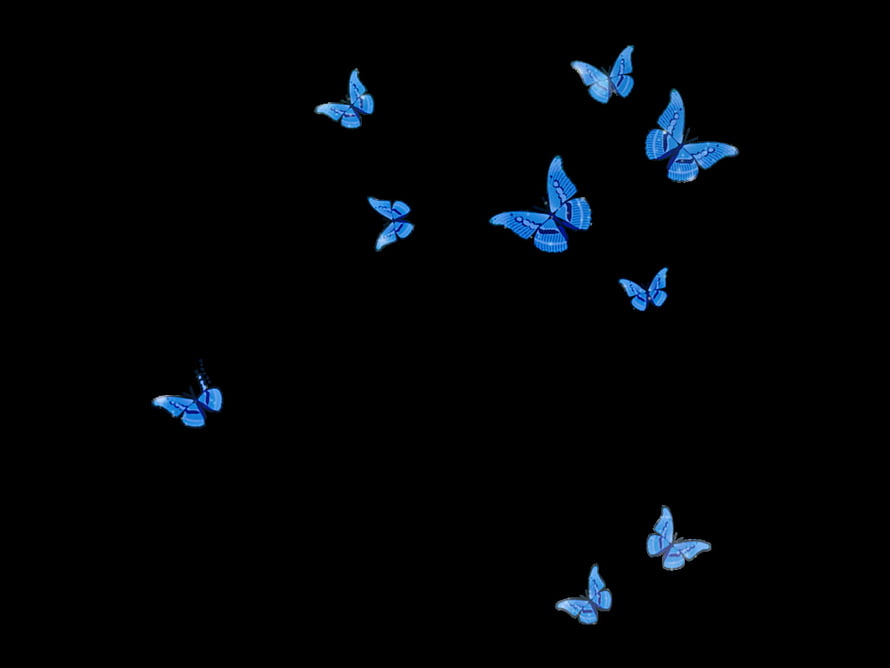 Glowing Blue Butterflies Floating Against a Dark Black Background HD wallpaper