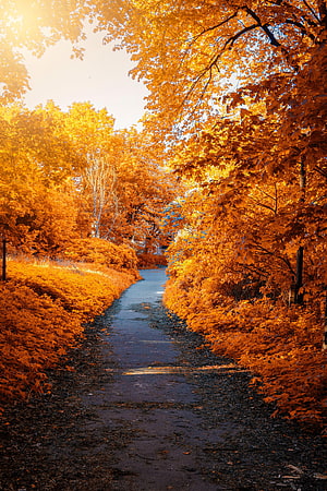 Golden Autumn Path Lined With Vibrant Orange Foliage In A Serene Park HD phone wallpaper