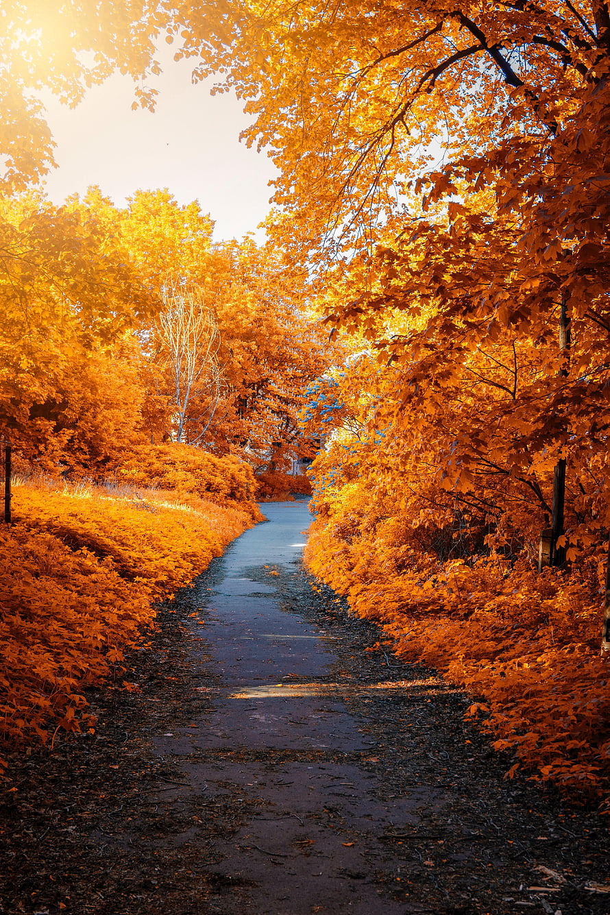 Golden Autumn Path Lined With Vibrant Orange Foliage In A Serene Park HD phone wallpaper