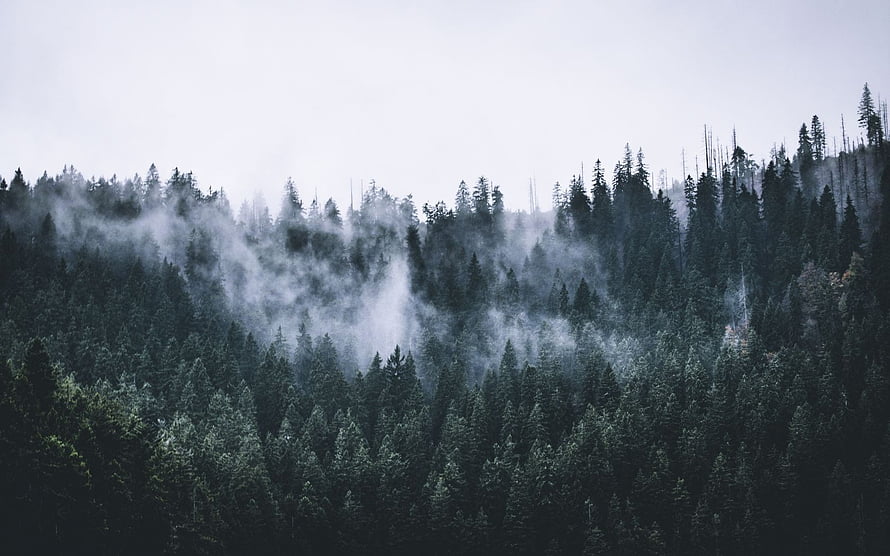 Misty Pine Forest Landscape With Fog Rolling Through Evergreen Trees HD wallpaper