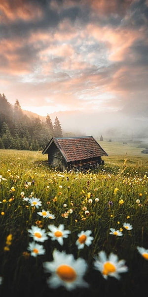 Rustic wooden cabin in a misty meadow with wildflowers at sunrise HD phone wallpaper
