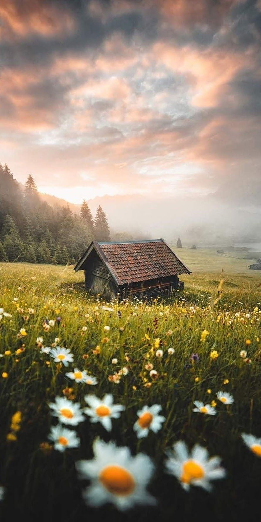 Rustic wooden cabin in a misty meadow with wildflowers at sunrise HD phone wallpaper