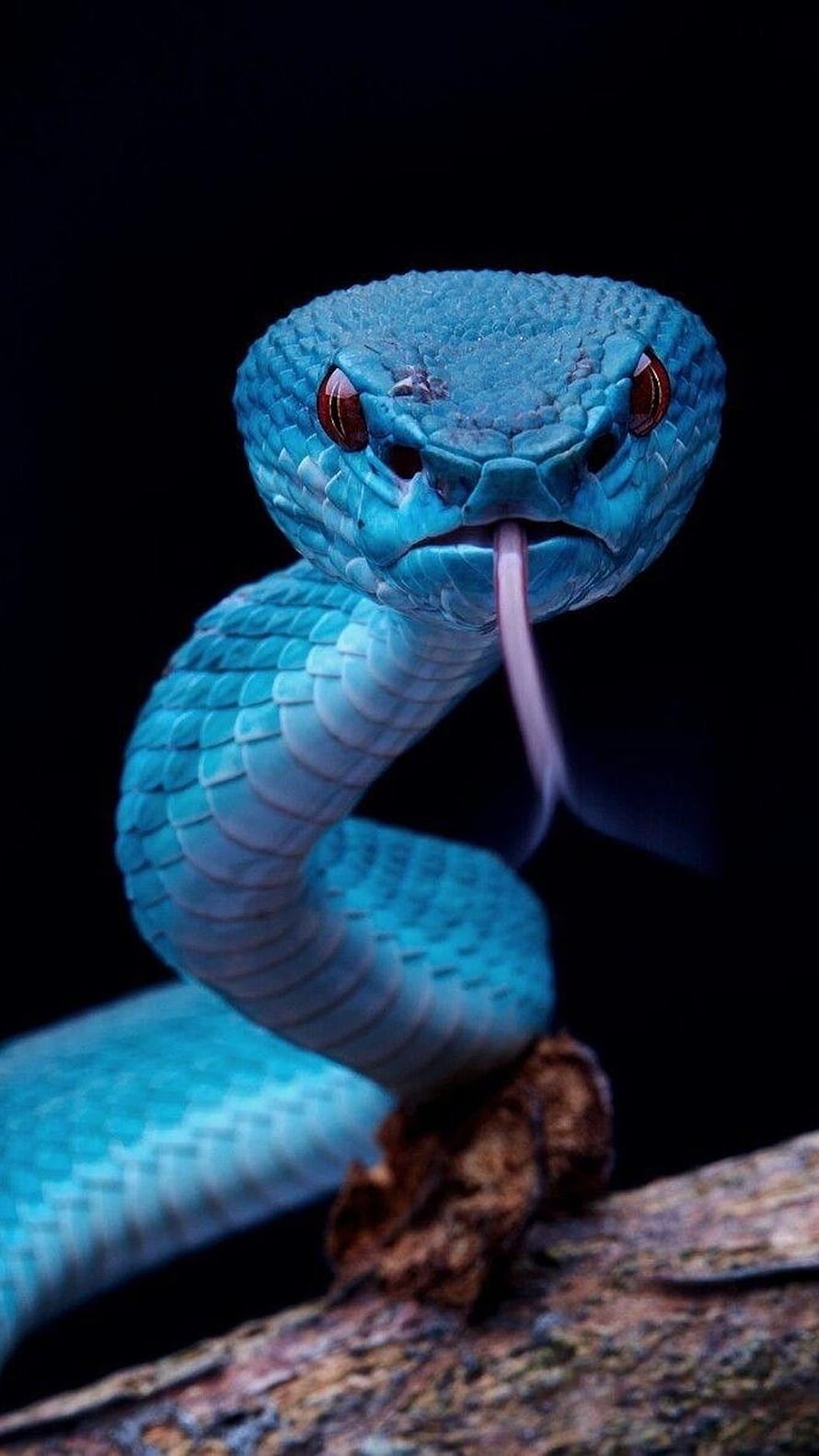 Vivid Blue Viper Coiled on a Branch with Red Eyes and Extended Tongue HD phone wallpaper