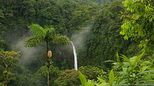Misty Waterfall Cascading Through Dense Tropical Rainforest Canopy HD wallpaper