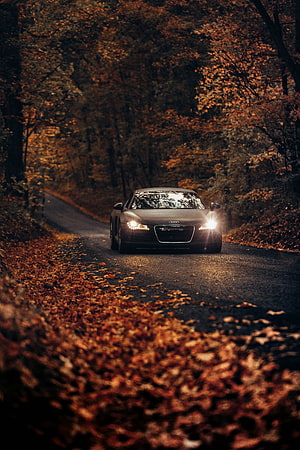Audi TT driving on a winding forest road covered in autumn leaves with headlights on HD phone wallpaper