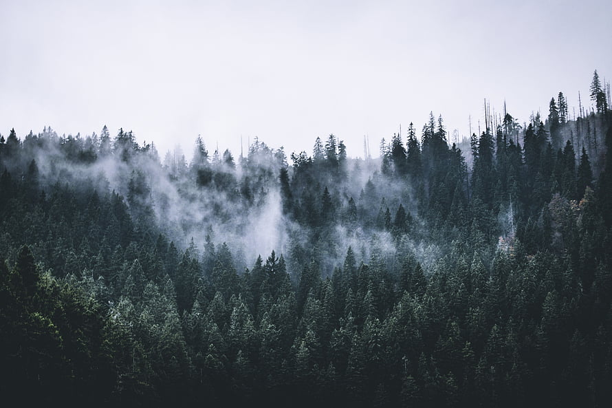 Misty Evergreen Forest at Dawn with Low-Hanging Fog and Dark Pine Trees HD wallpaper