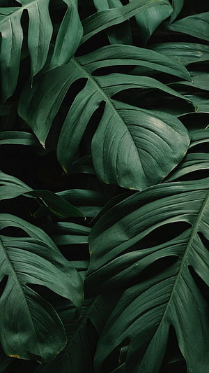 Dark Green Monstera Leaves Tropical Jungle Plant Background HD phone wallpaper