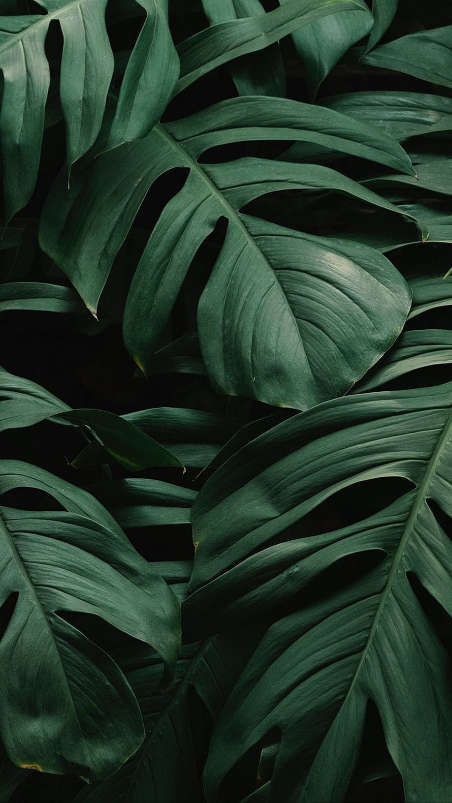 Dark Monstera Leaves Aesthetic Wallpaper with Deep Green Tropical Foliage HD phone wallpaper