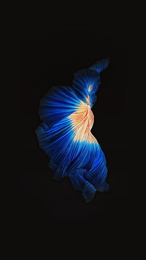 Elegant Blue and Orange Betta Fish Silhouette on Black Background HD phone wallpaper