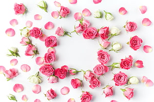 Pink and White Rose Petals Arranged in a Heart Shape on White Background HD wallpaper