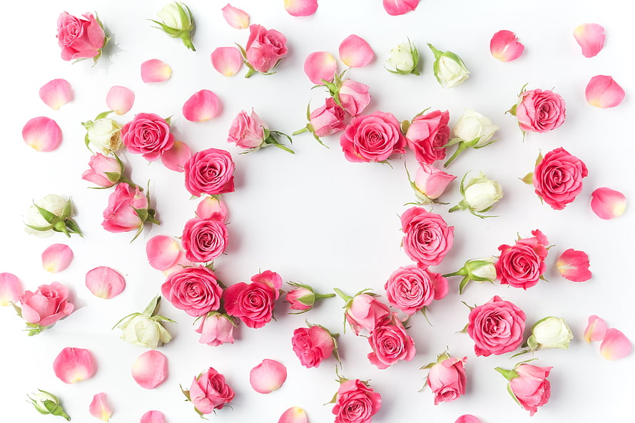 Pink and White Rose Petals Arranged in a Heart Shape on White Background HD wallpaper