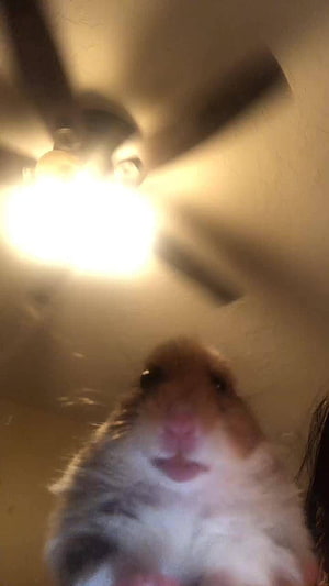 Cute Hamster Looking Up at Ceiling Fan with Warm Indoor Lighting HD phone wallpaper
