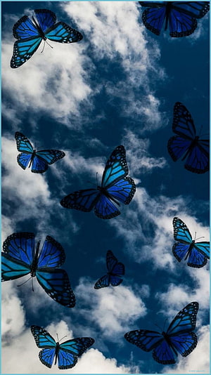 Blue Morpho Butterflies Flying Against a Cloudy Sky HD phone wallpaper