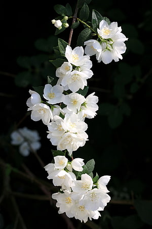 White Jasmine Blossoms on a Branch Against a Dark Background HD phone wallpaper