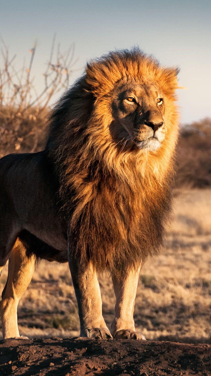 Majestic Male Lion With Golden Mane Standing In African Savanna At Golden Hour HD phone wallpaper