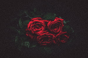 Moody Red Roses with Water Droplets on a Dark Background HD wallpaper